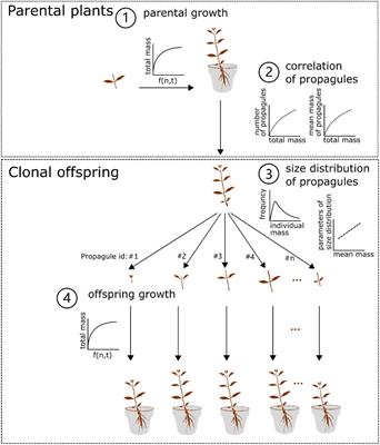 Parental effects driven by resource provisioning in Alternanthera philoxeroides—A simulation case study